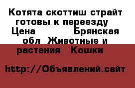 Котята скоттиш-страйт готовы к переезду › Цена ­ 3 000 - Брянская обл. Животные и растения » Кошки   